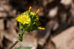 Oriental false hawksbeard